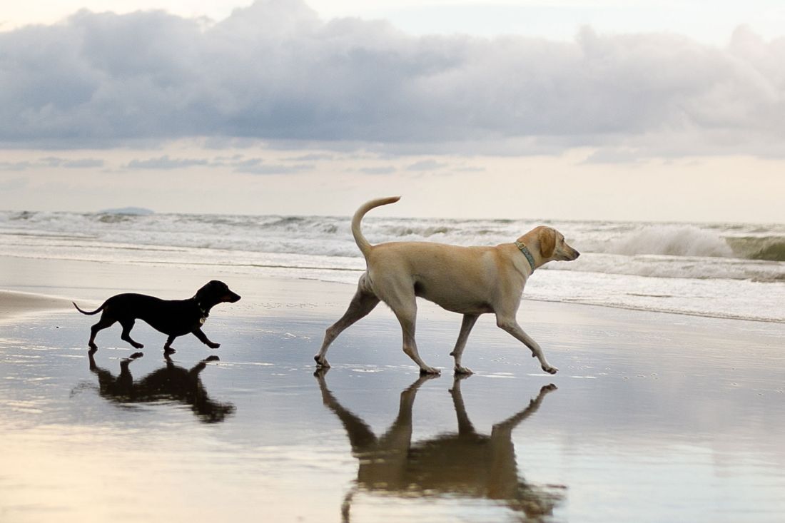 Zwei Hunde, ein kleiner, schwarzer und ein großer, brauner, laufen über den nassen Sand eines Strandes, wobei sich die Wellen im Wasser spiegeln und der Himmel im Hintergrund bewölkt ist.